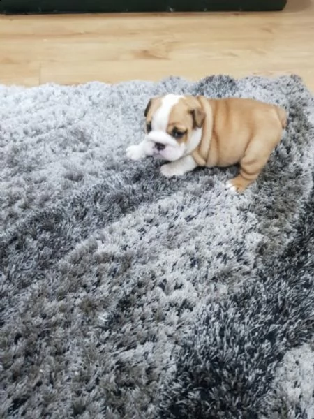 cuccioli di bulldog inglese