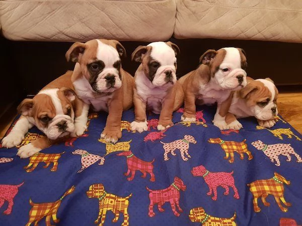cuccioli di bulldog inglese | Foto 0
