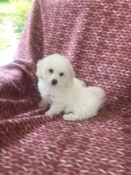 5 bellissimi cuccioli (bichon bolognese)