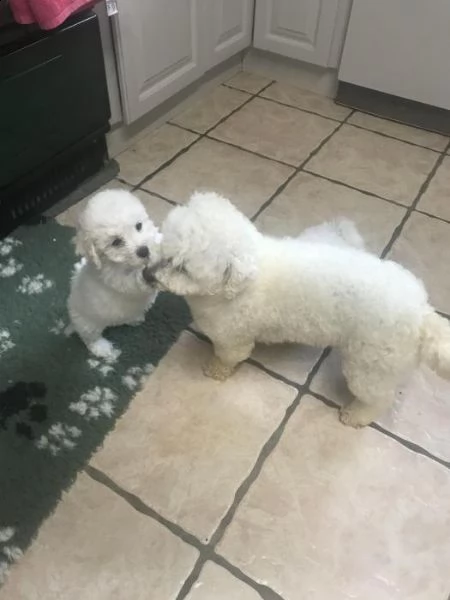 5 bellissimi cuccioli (bichon bolognese) | Foto 2