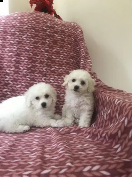 5 bellissimi cuccioli (bichon bolognese) | Foto 1