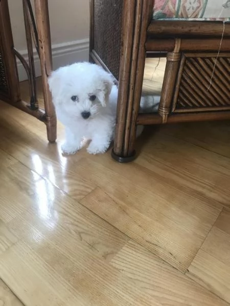 5 bellissimi cuccioli (bichon bolognese) | Foto 0