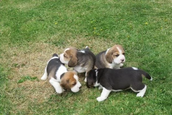 regalo cuccioli beagle whatsapp (0039 353 317 4023 ) | Foto 1