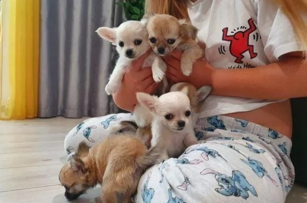 regalo cuccioli di chihuahua whatsapp ( 0039 353 317 4023 )
