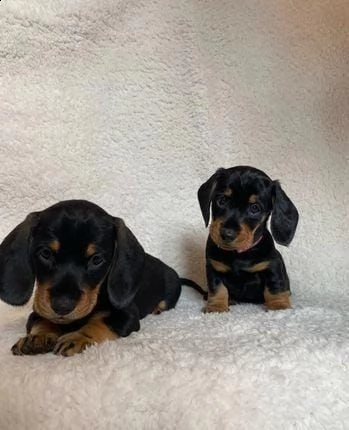 regalo bassotto whatsapp ( 0039 353 317 4023 ) | Foto 1