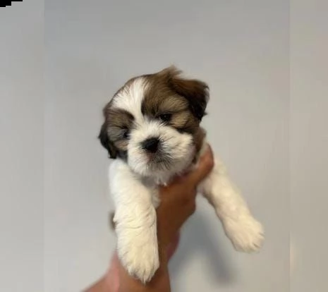 regalo cuccioli shih tzu whatsapp ( 0039 353 317 4023 ) | Foto 0