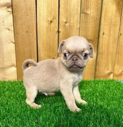 regalo cuccioli di carlino whatsapp ( 0039 353 317 4023 ) | Foto 1