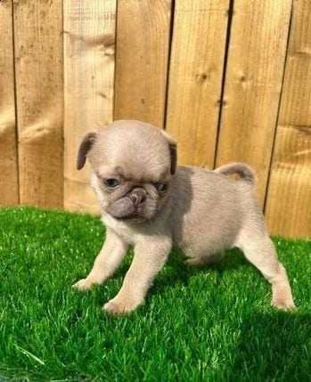 regalo cuccioli di carlino whatsapp ( 0039 353 317 4023 ) | Foto 0