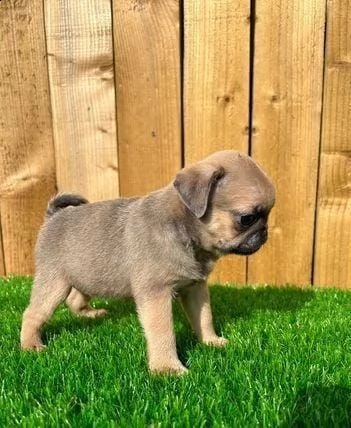 regalo cuccioli di carlino whatsapp ( 0039 353 317 4023 )