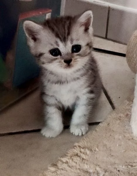 Cuccioli di scottish fold e straight 