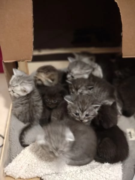 Cuccioli di scottish fold e straight  | Foto 5