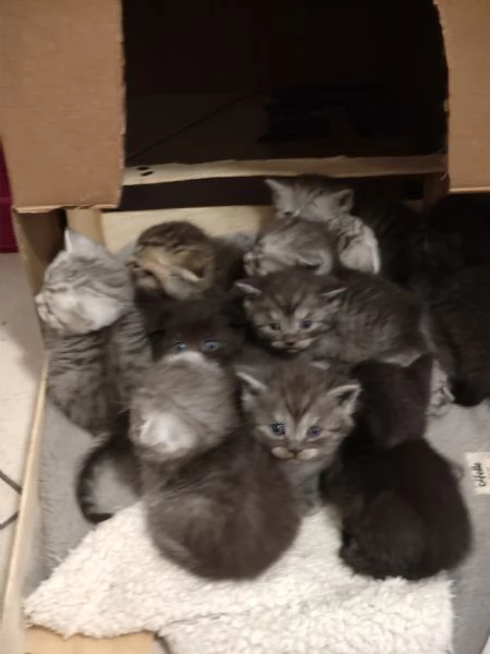 Cuccioli di scottish fold e straight  | Foto 4