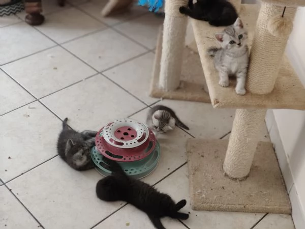 Cuccioli di scottish fold e straight  | Foto 3