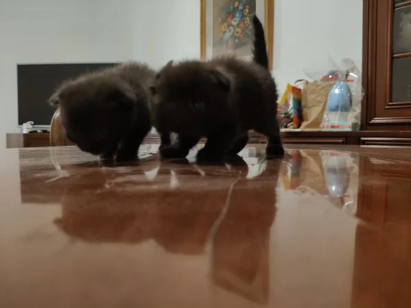 Cuccioli di scottish fold e straight  | Foto 2
