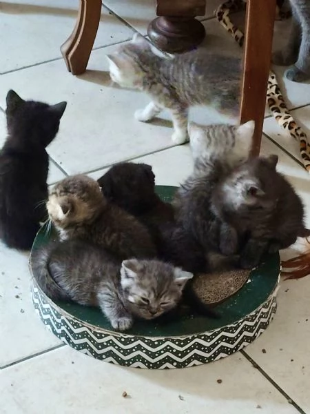 Cuccioli di scottish fold e straight  | Foto 1