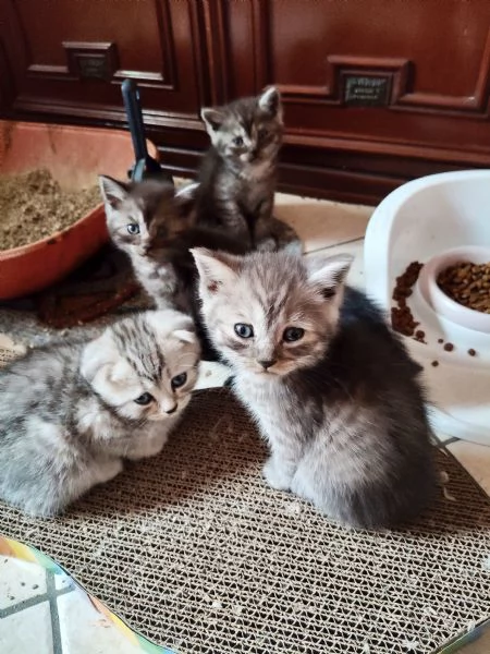 Cuccioli di scottish fold e straight  | Foto 0