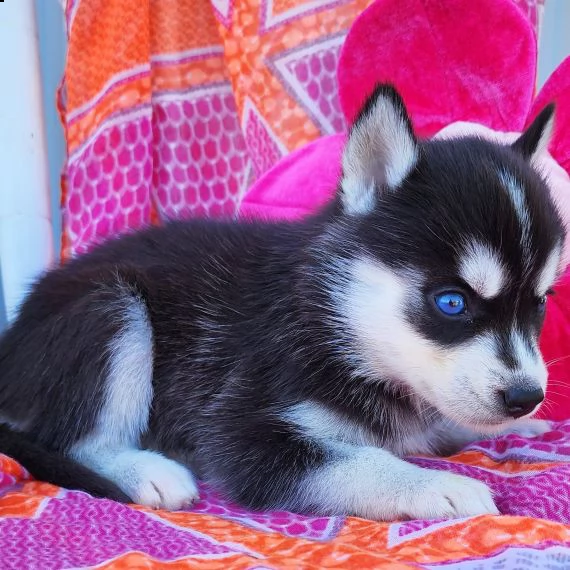 regalo cuccioli siberian husky maschio e femmina  | Foto 0