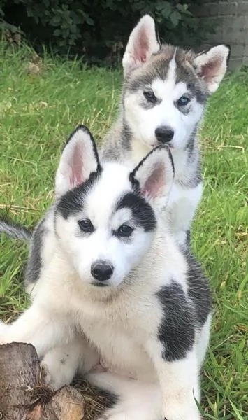 regalo cuccioli siberian husky maschio e femmina 