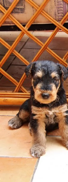 cuccioli di airedale terrier | Foto 2