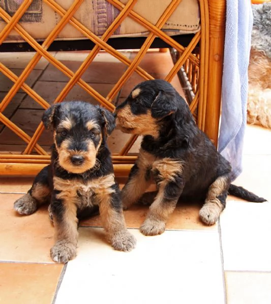 cuccioli di airedale terrier | Foto 1