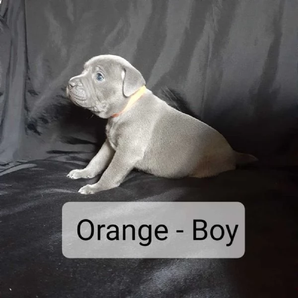 staffordshire bull terrier | Foto 2