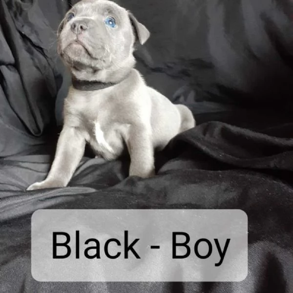 staffordshire bull terrier