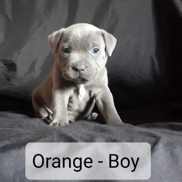 staffordshire bull terrier | Foto 0