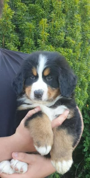 cuccioli di montagna bernese | Foto 1
