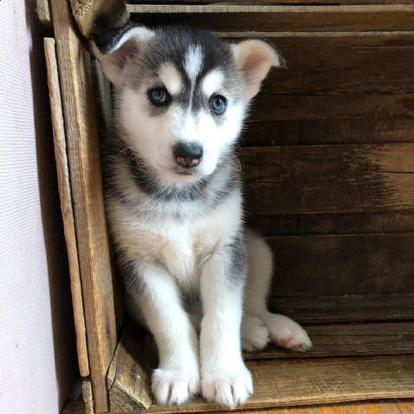 cuccioli di siberian husky