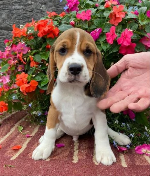cuccioli di beagle | Foto 2