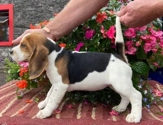 cuccioli di beagle | Foto 0