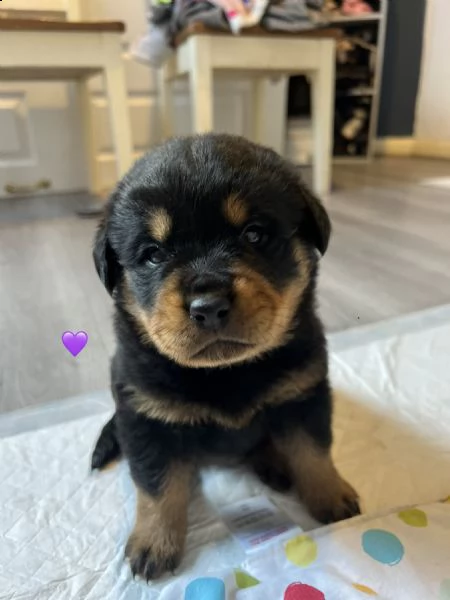 cuccioli di rottweiler | Foto 4