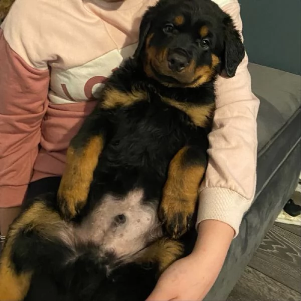 cuccioli di rottweiler | Foto 3