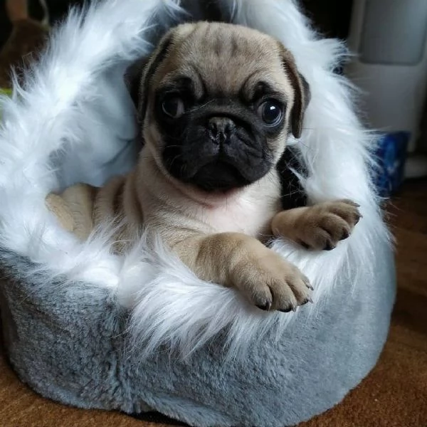 cuccioli di carlino | Foto 3