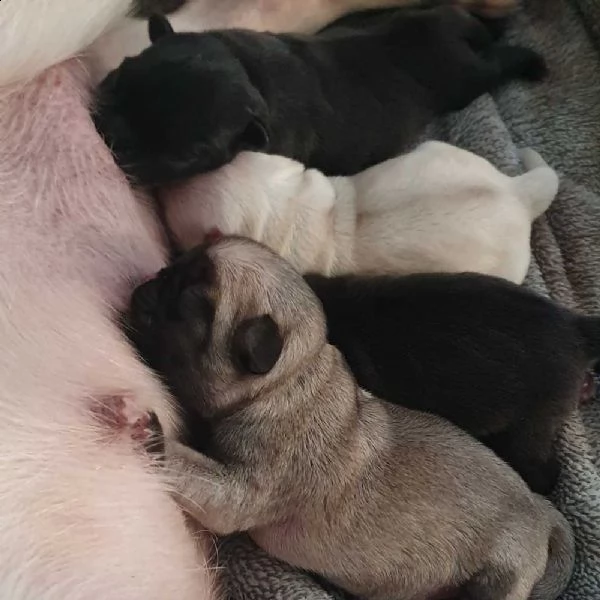 cuccioli di carlino | Foto 1