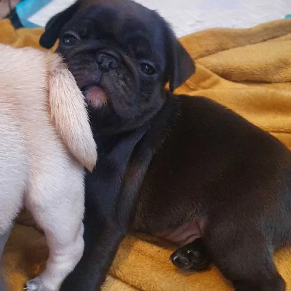 cuccioli di carlino | Foto 0