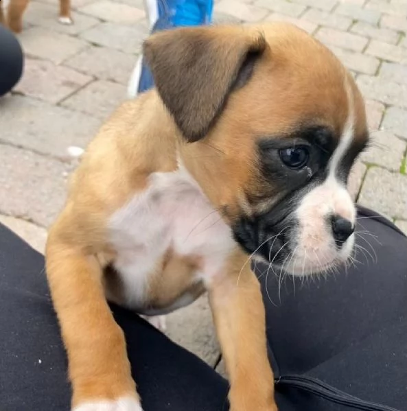 cuccioli di boxer | Foto 3