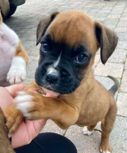 cuccioli di boxer