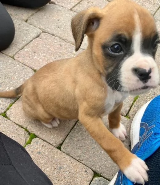 cuccioli di boxer | Foto 2