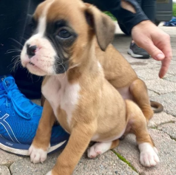 cuccioli di boxer | Foto 1