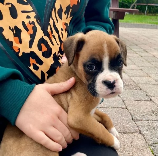 cuccioli di boxer | Foto 0