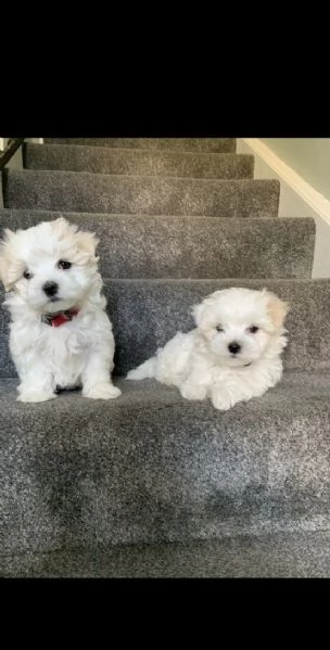 stupendo maltese | Foto 1
