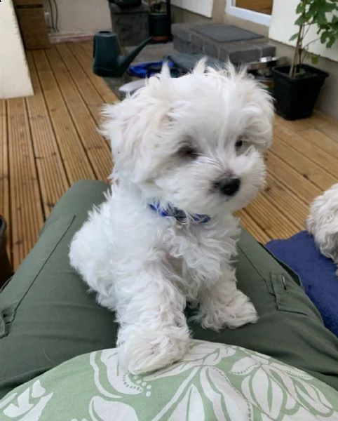 stupendo maltese | Foto 0
