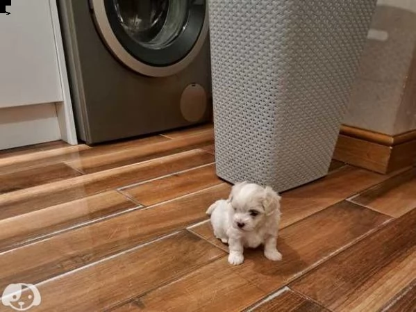 dolcissimi cuccioli di maltese maschi e femmine | Foto 3