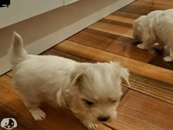 dolcissimi cuccioli di maltese maschi e femmine | Foto 2