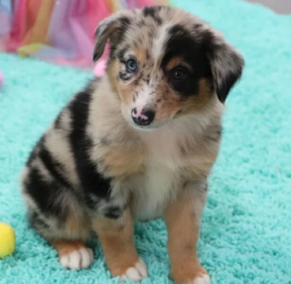 cuccioli di border collie femminucce e maschietti disponibili per l'adozione gratuita 