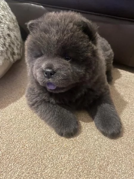  regalo bianchi cuccioli di chow chow 