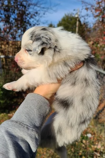 adorabili cuccioli di border collie femminucce e maschietti  disponibili per l'adozione gratuita
