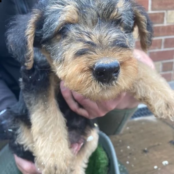cuccioli di airedale terrier