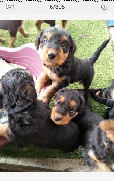 cuccioli di airedale terrier | Foto 3
